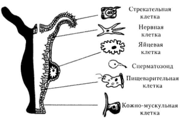 Рабочее зеркало кракен store