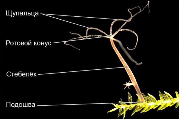 Tor kraken маркет
