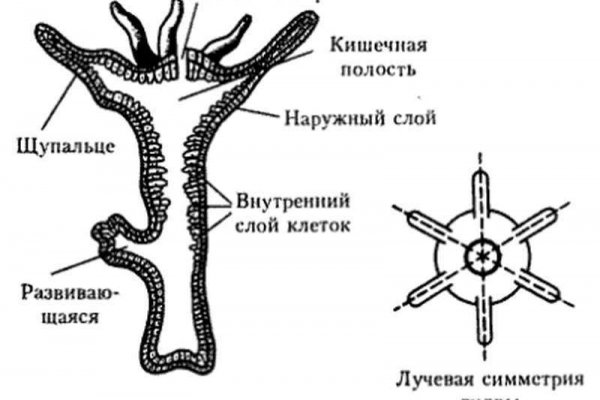 Ссылка кракен kraken torion net