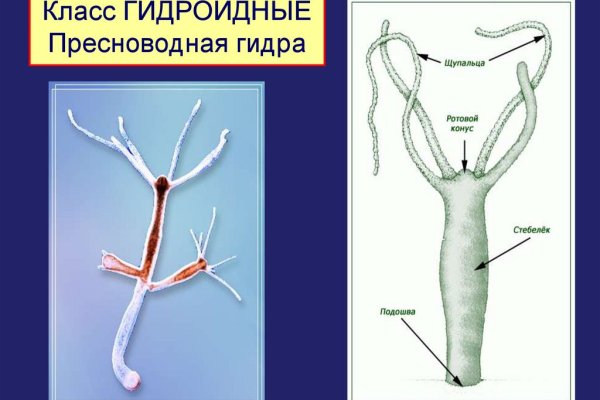 Рабочая ссылка кракен в тор